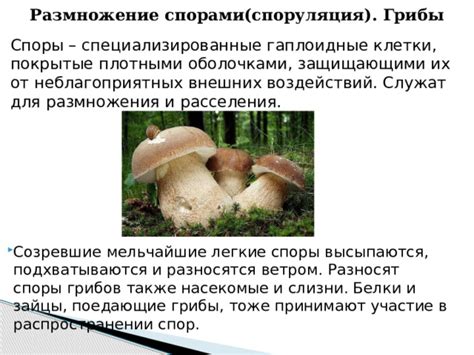 Выбор подходящих спор грибов и их размещение в создании микро-мира грибной флоры