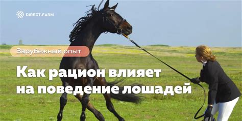 Механизм воздействия хакаморы на поведение лошади