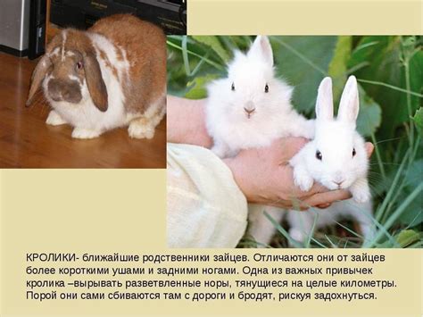 Разбор внешних отличий между зайцем и зайчихой