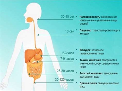 Режим питания и значимость жидкости в противодействии неудобной липкости в ротовой полости