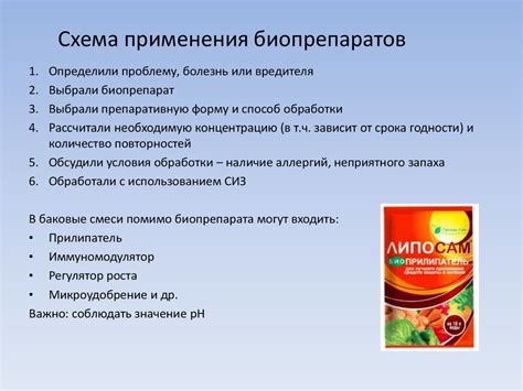 Роль создания и применения фитопапки в изучении растений