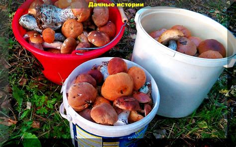 Уход за грибным биомом: полив и подкормка грибов