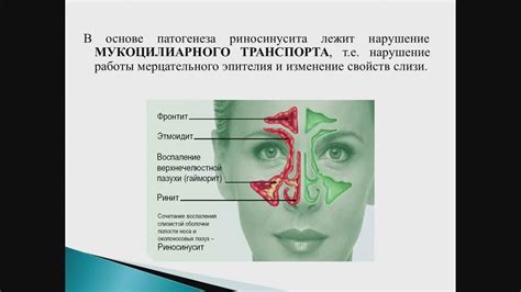 Физиологические особенности носа и его важная роль в процессе дыхания