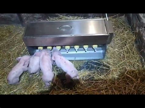  Роль удаления клыков у поросят: важность и польза 