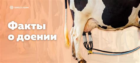 Важные факты о рационе коров