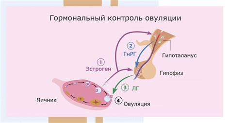 Влияние гормонов и эмоциональное состояние