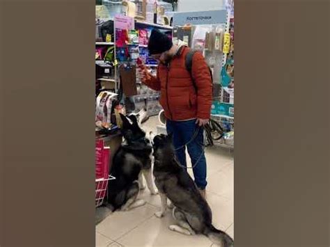 Воздействие смекты на собаку