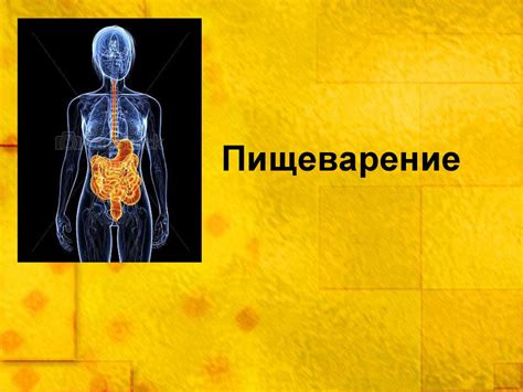 Гормональные перестройки: влияние на пищеварение