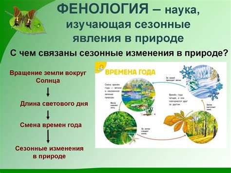 Какие изменения происходят с рыжиками на 2-й день после дождя