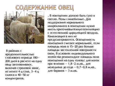 Как вычислить количество сена на одну овцу