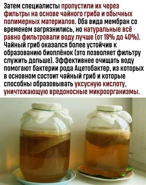 Количество сахара в заварке для чайного гриба