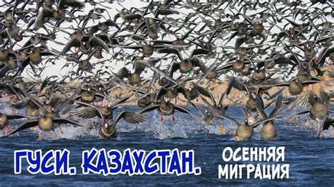 Необычные аспекты миграции гусей
