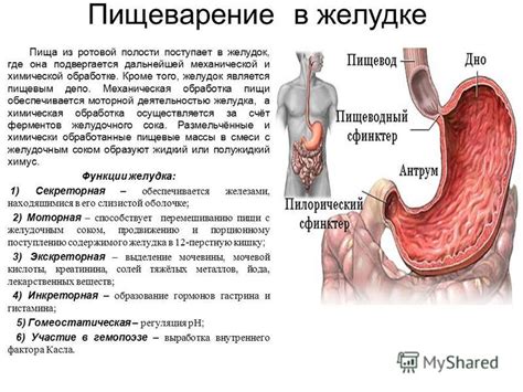 Обработка грибной пищи в желудке
