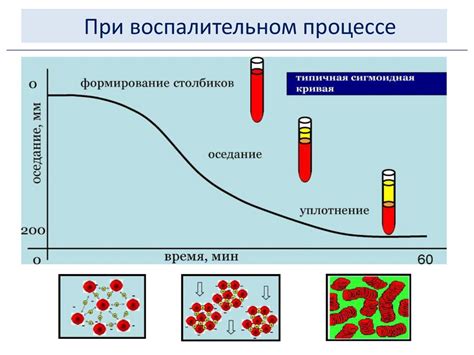 От чего зависит скорость роста рыжиков