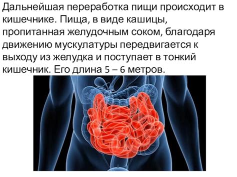 Переработка пищи в кишечнике