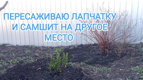 Пересадка лапчатки: частые ошибки