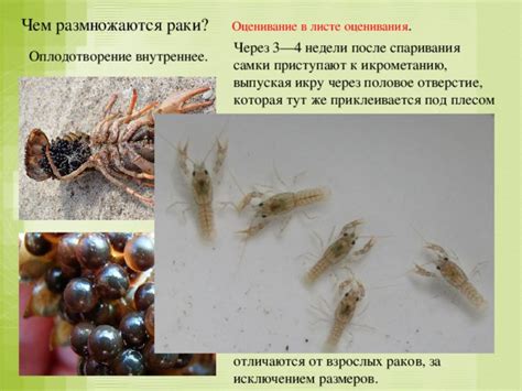 Период вылупления личинок