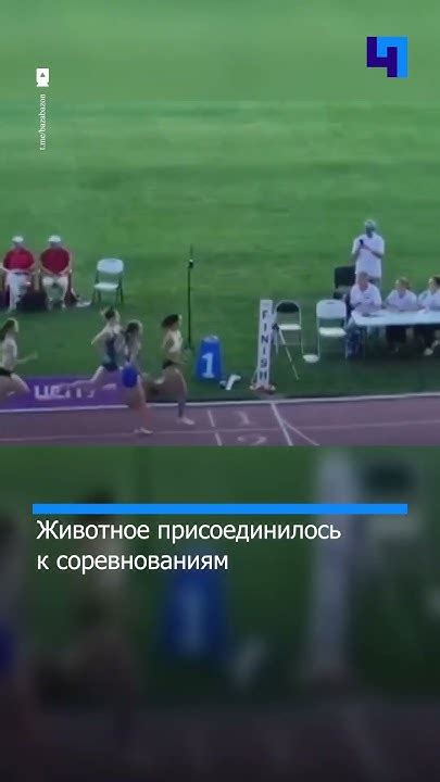 Подготовка к соревнованиям на 800 метров