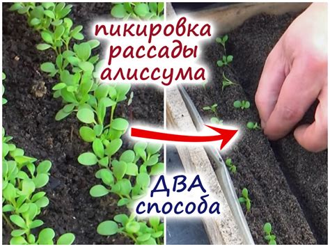 Правила подготовки грунта для посадки алиссума в кашпо