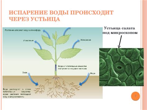 Процесс испарения воды