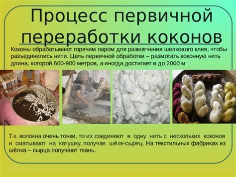 Процесс откладывания коконов