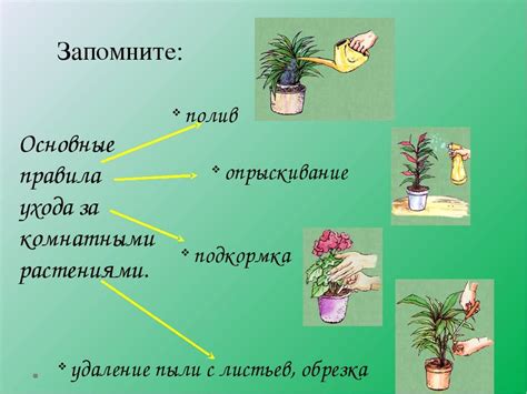 Процесс ухода за растениями