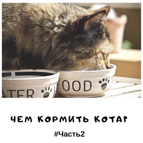 Советы по определению и контролю количества корма для вашего кота