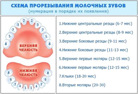 Сроки роста рыжиков после дождя
