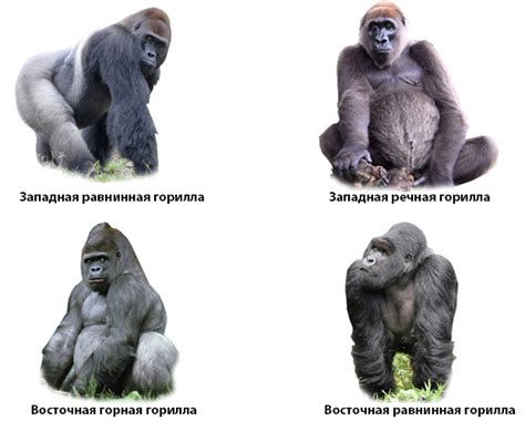 Стоимость живой гориллы в России