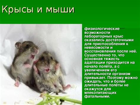 Физиологические адаптации мыши к безводию и голоду